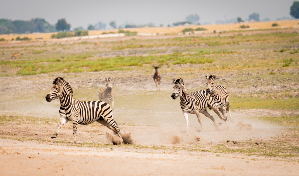Zebras Running in Safari