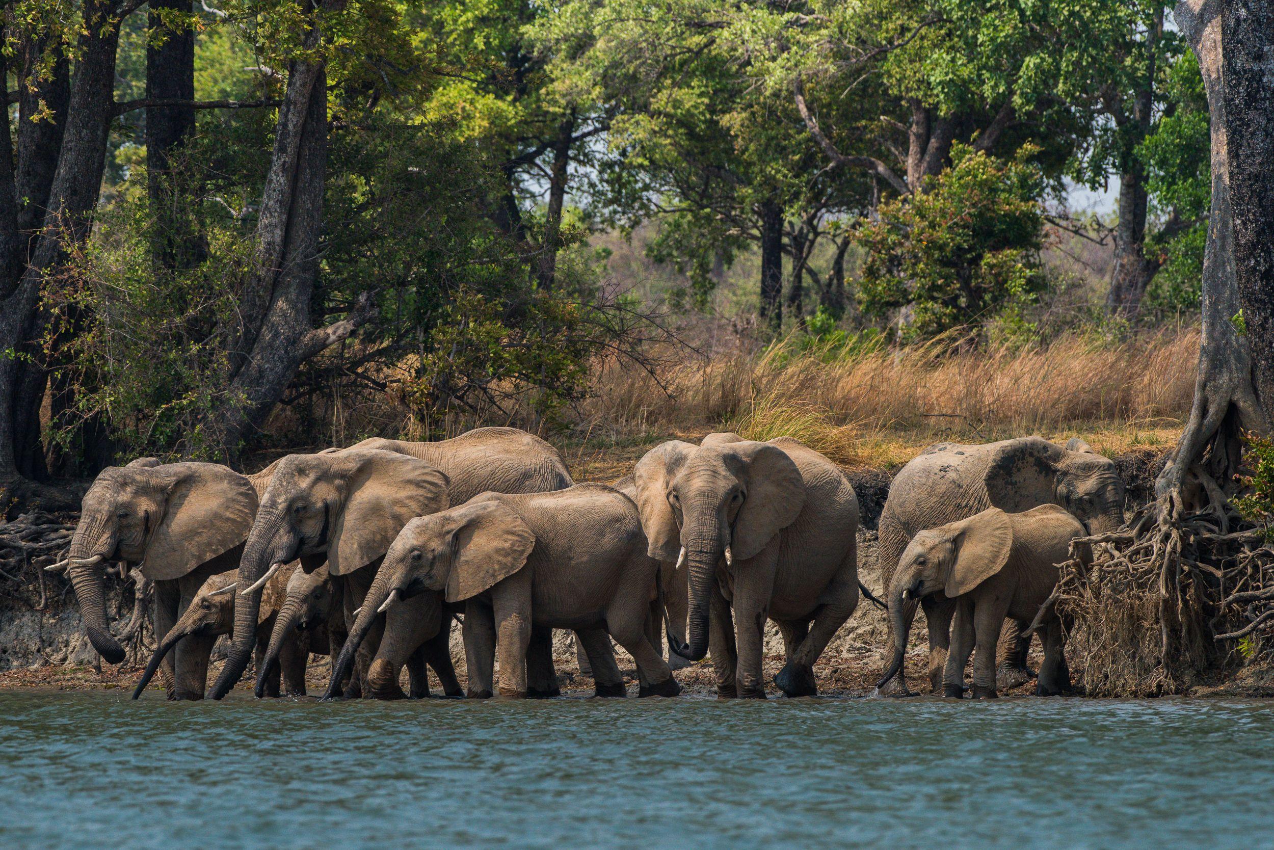 Elephant Herd