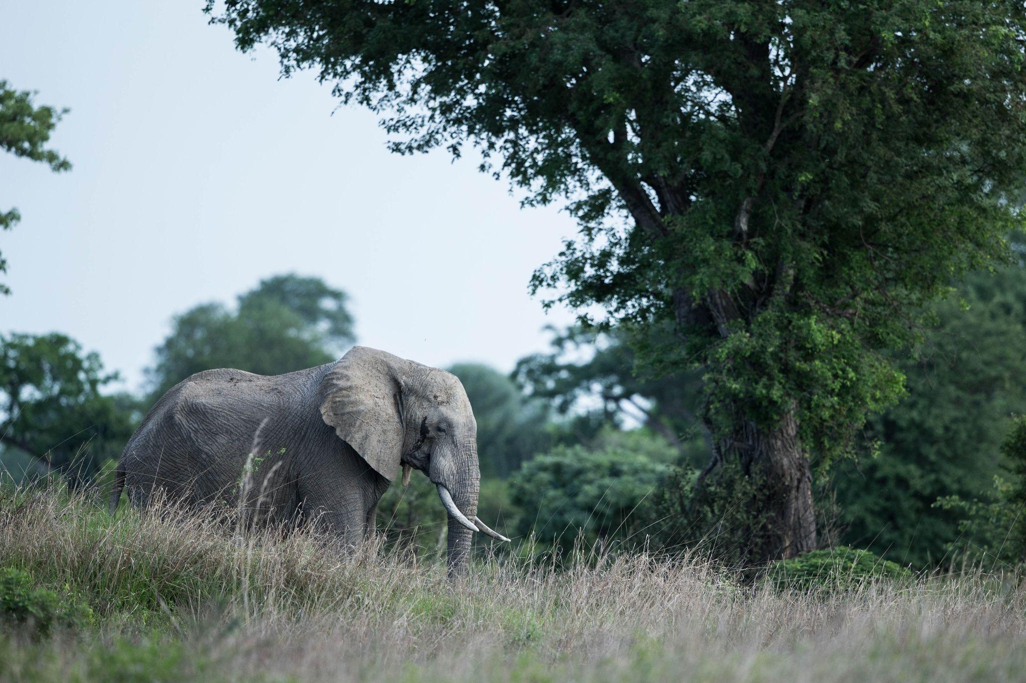 Elephant in the Park