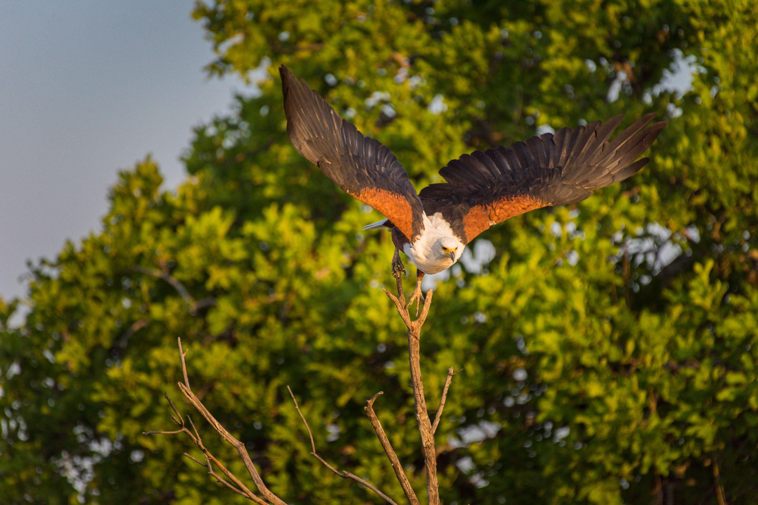 Fish Eagle