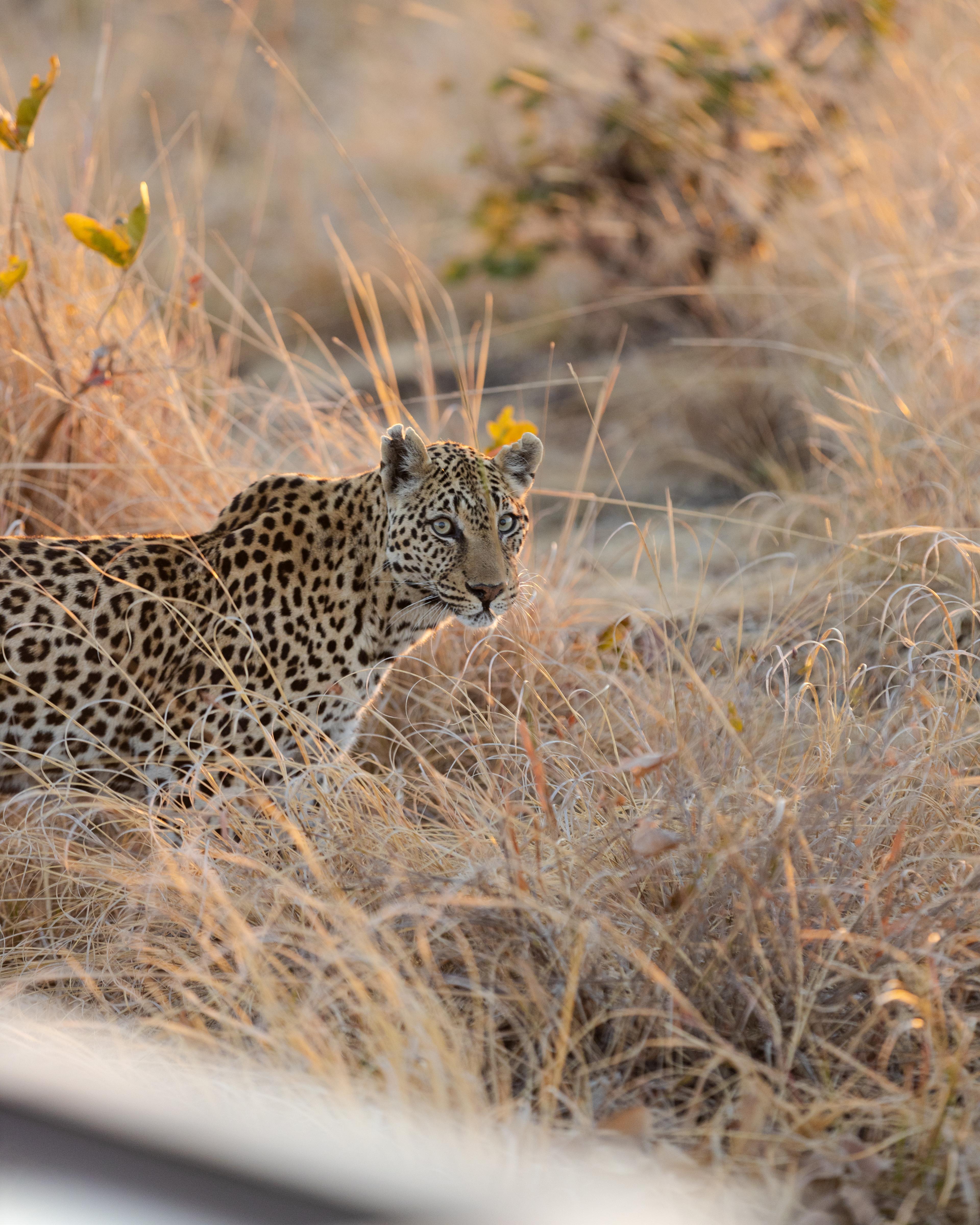 Game Drive Details 4