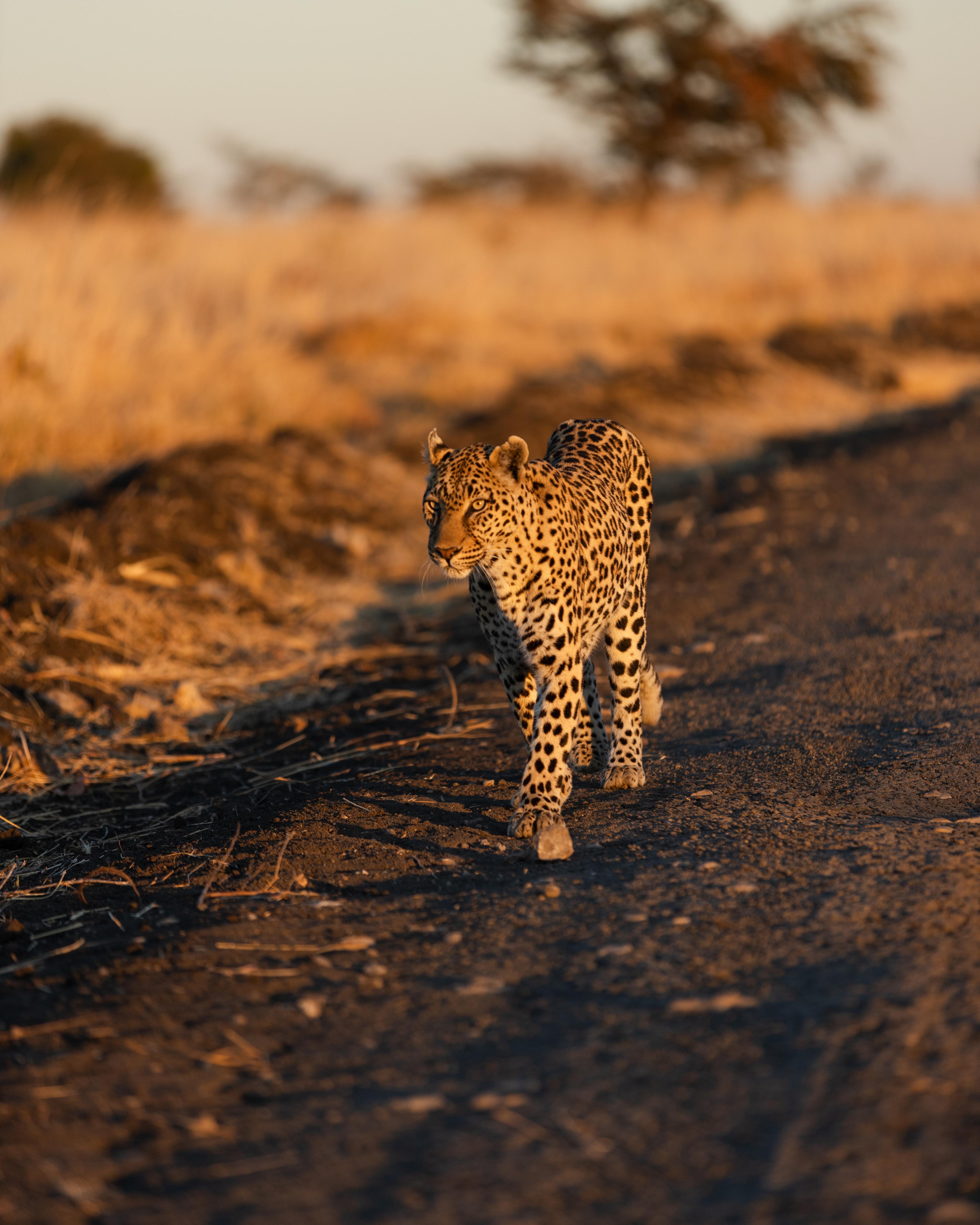 Game Drive Details 7