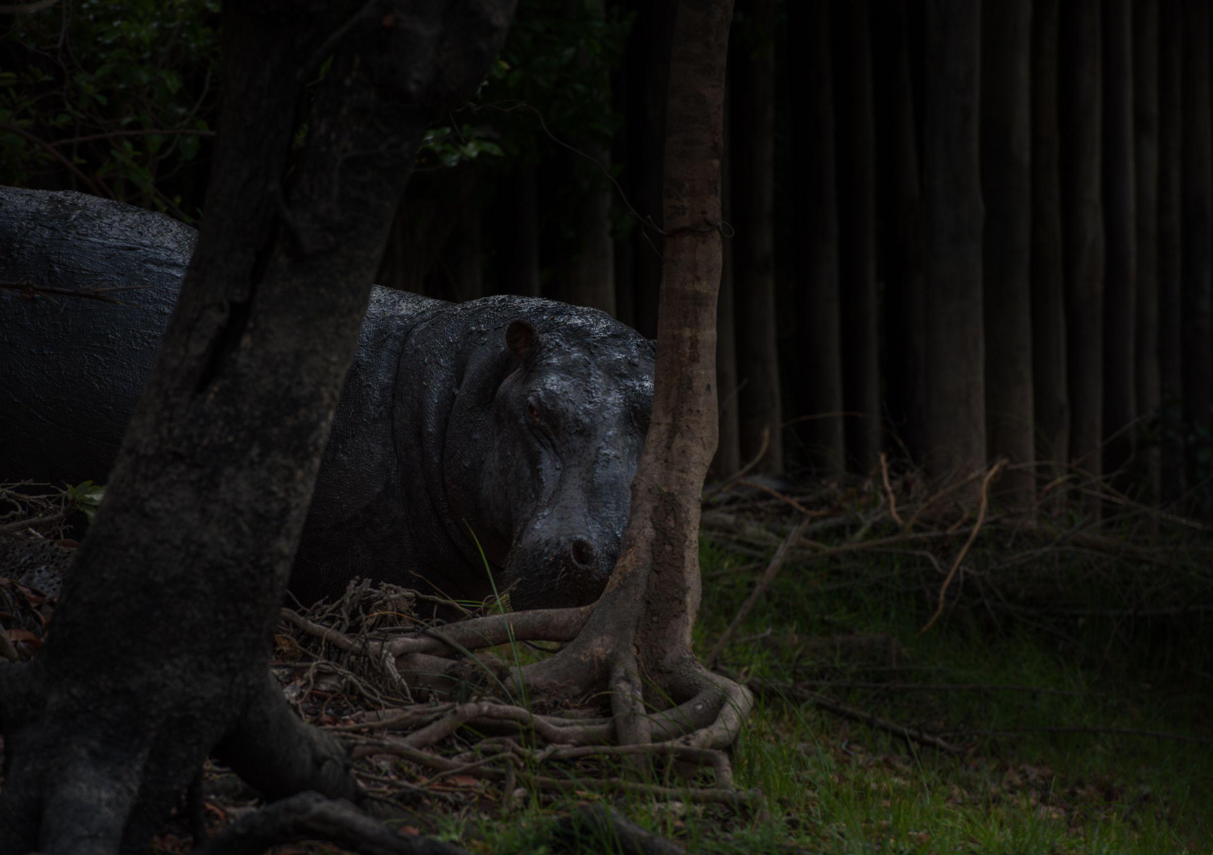Hippo at Night