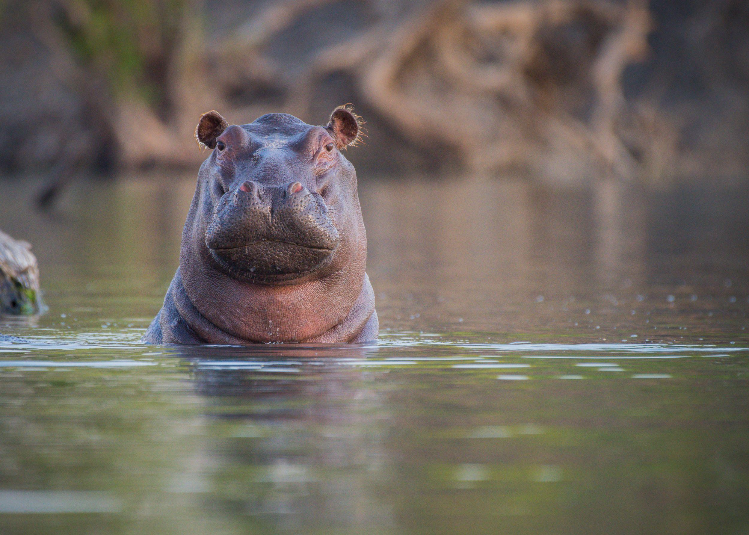 Hippo in the River