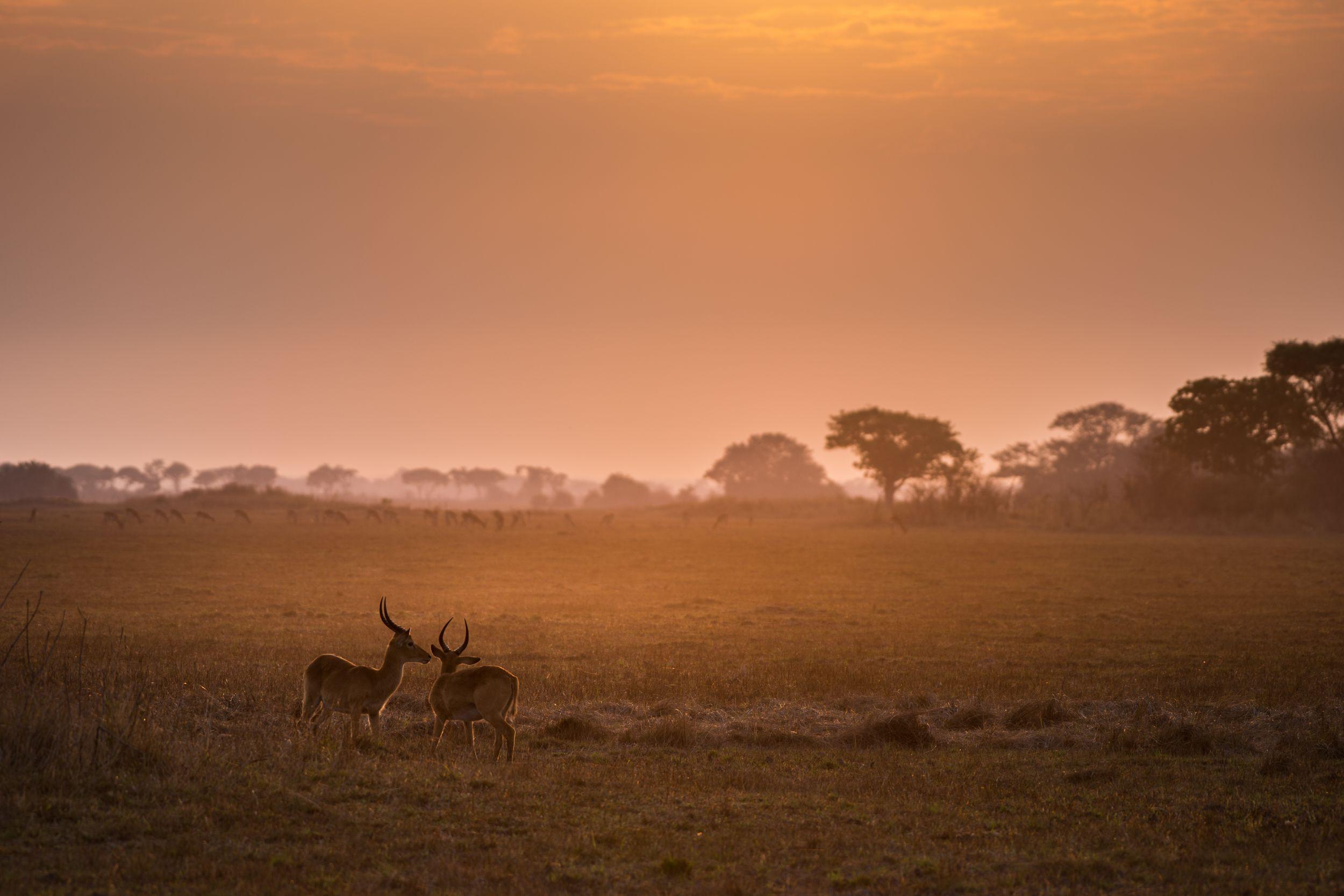 Lechwe On The Plains