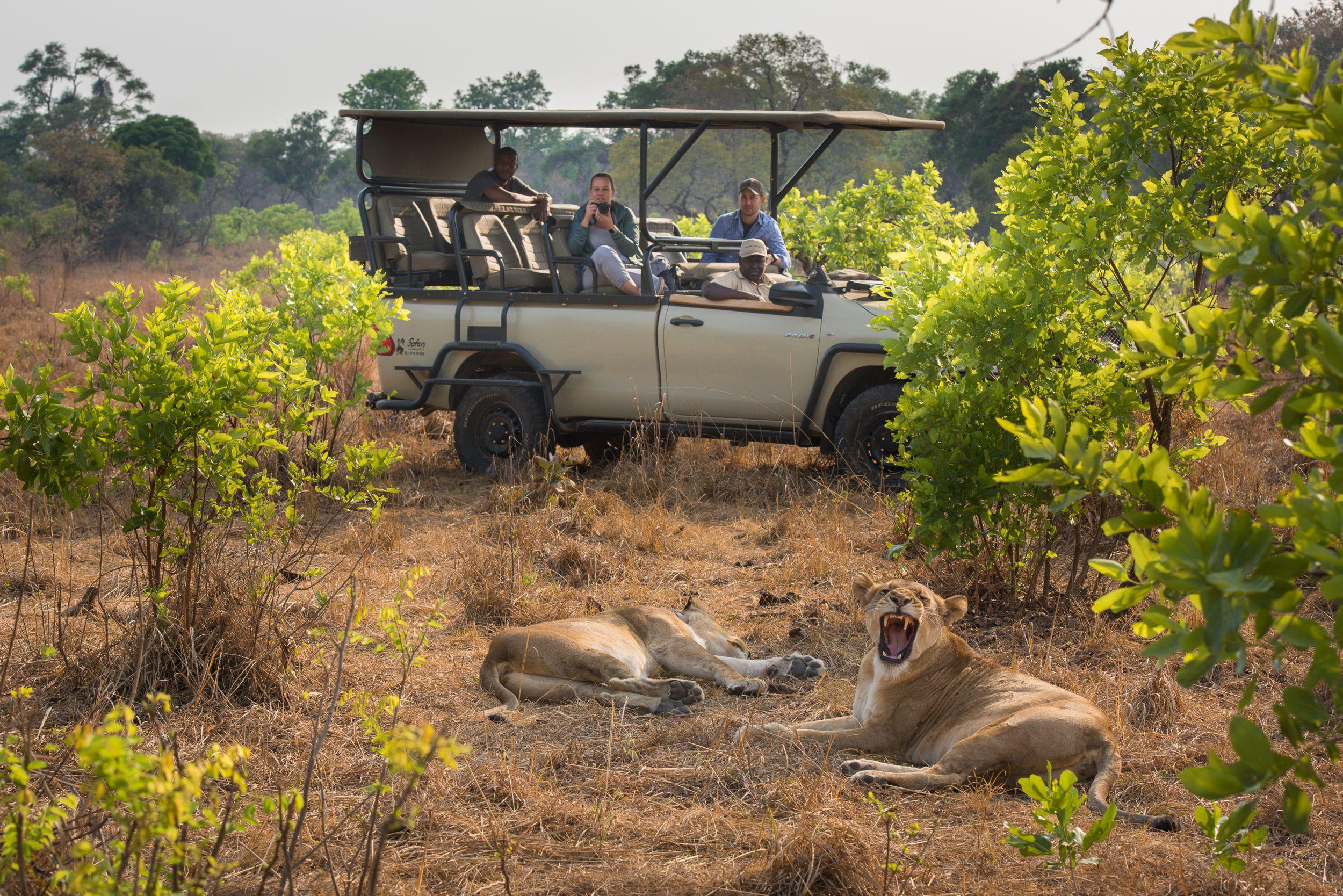 Lion Yawn on Game Drive