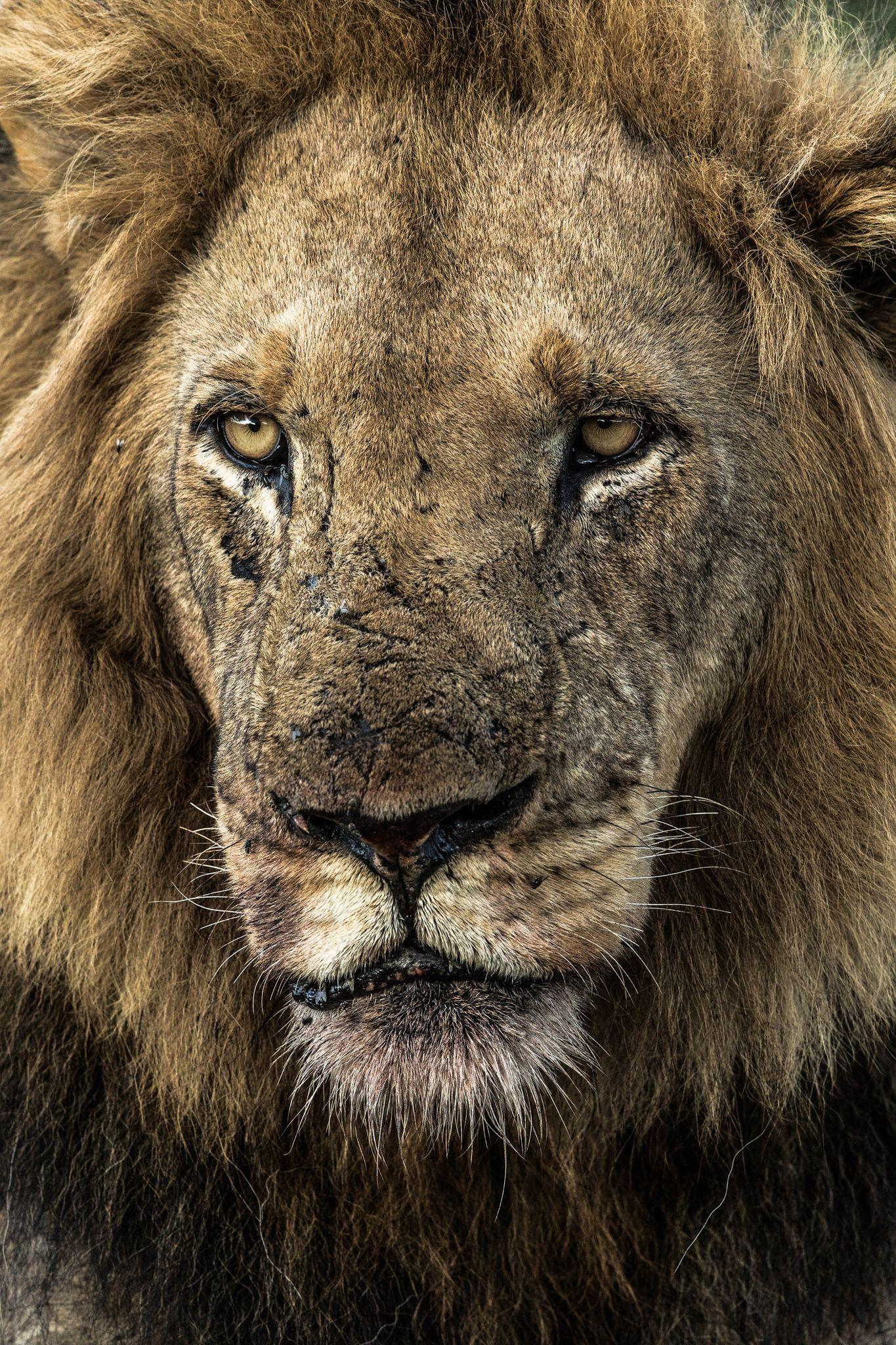 Male Lion Close Up