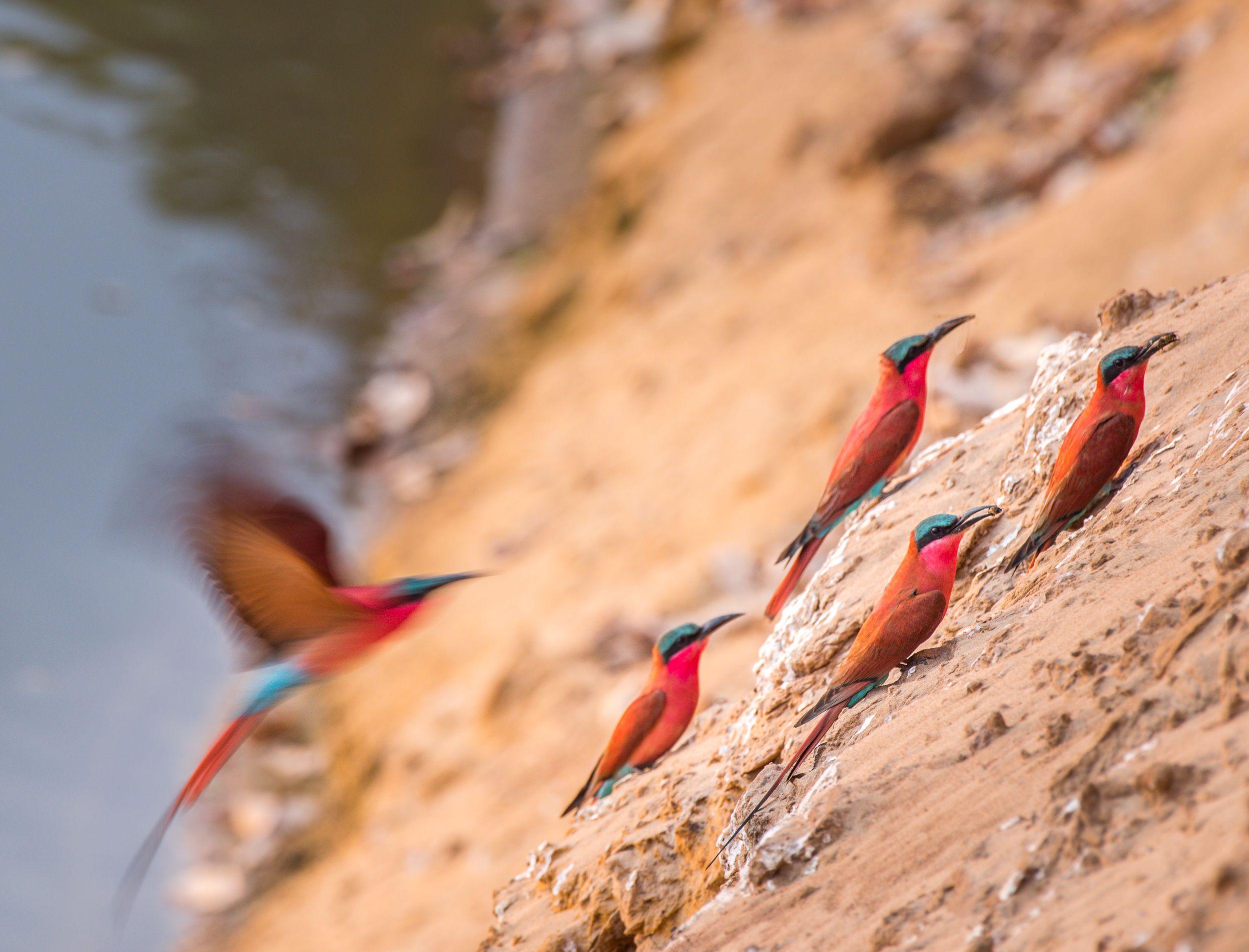Carmine Bee Eaters