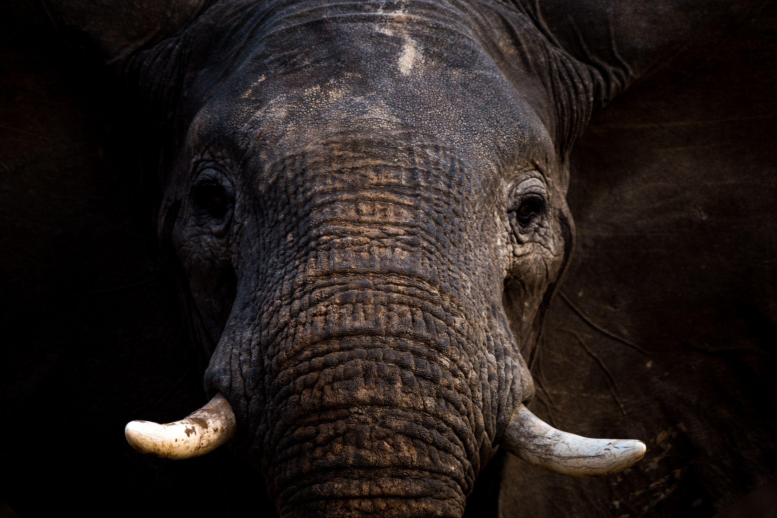 Elephant Up Close