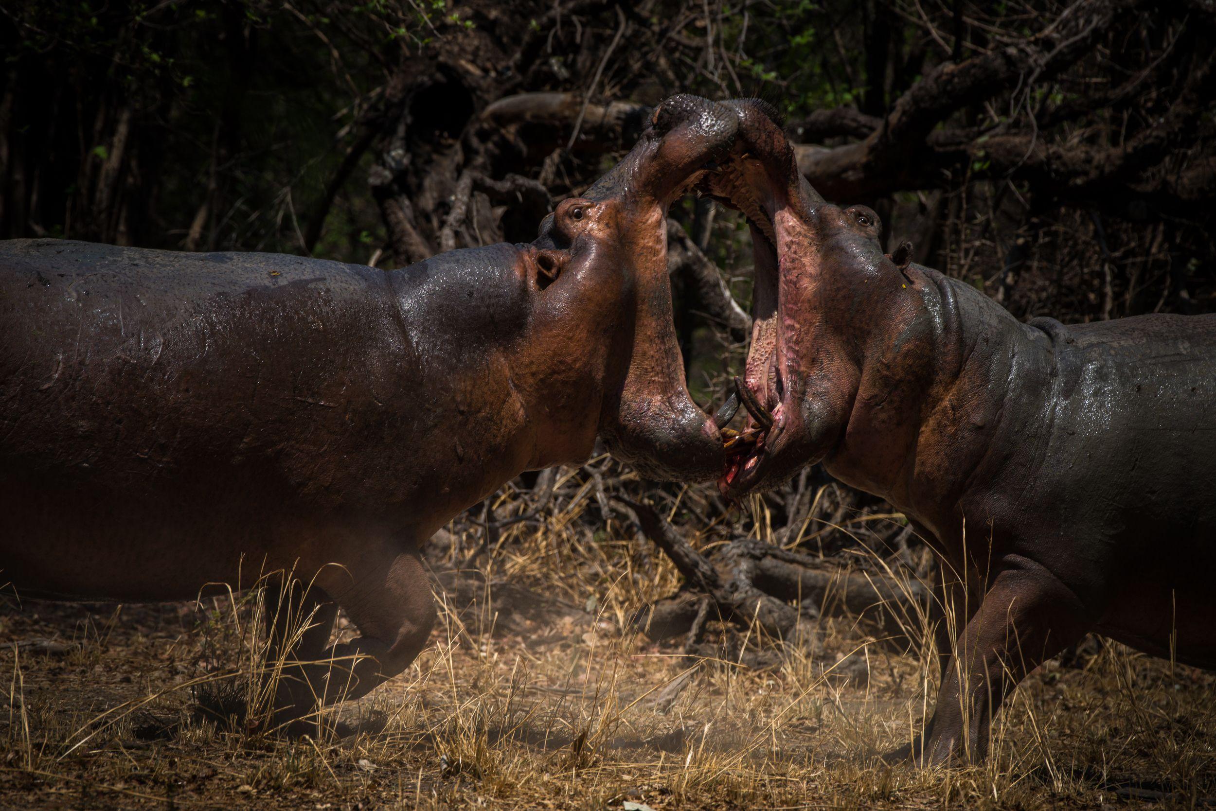 Hippos Brawling