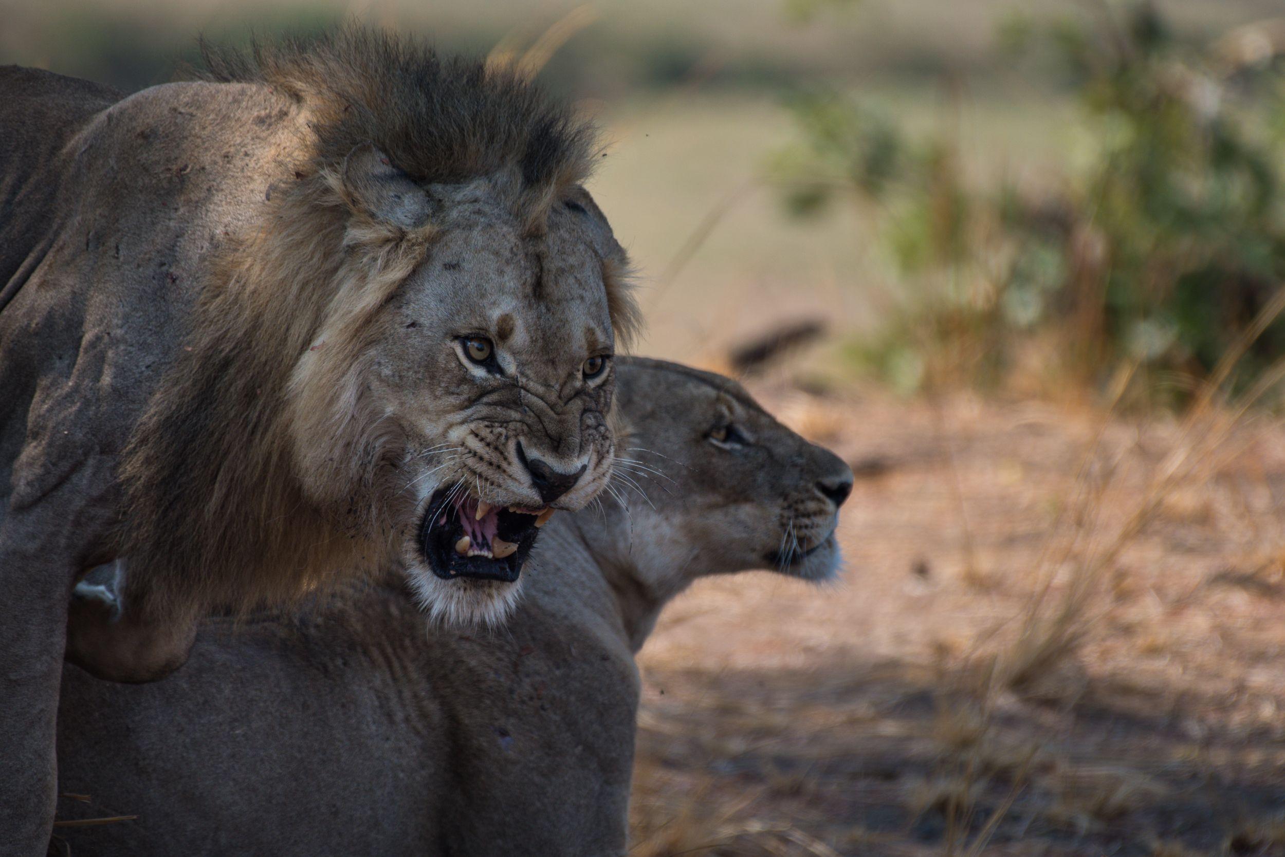 Lion Snarling