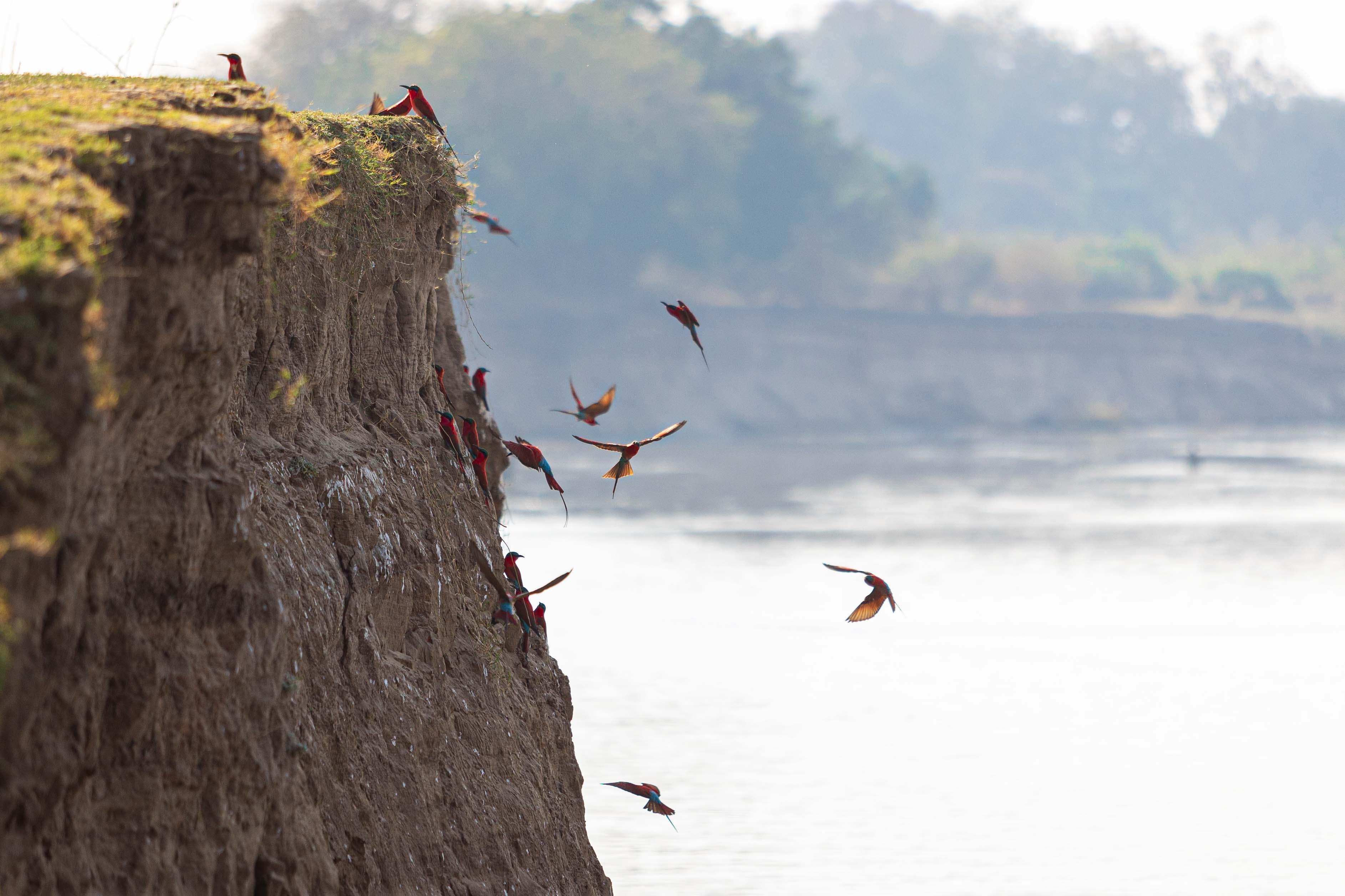 Shawa Luangwa 2022 -105.Carmine bee eaters