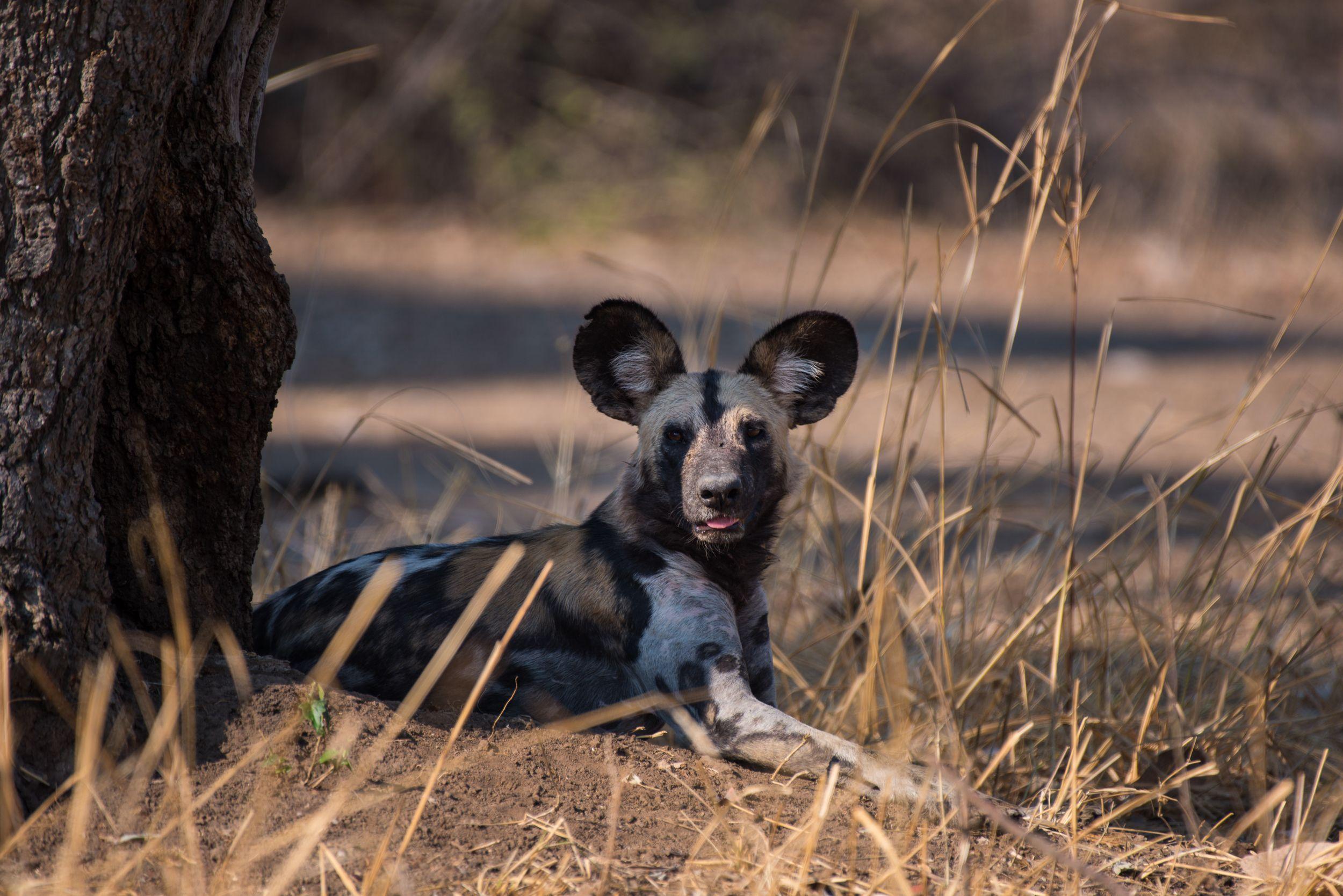 Wild Dog in Shade