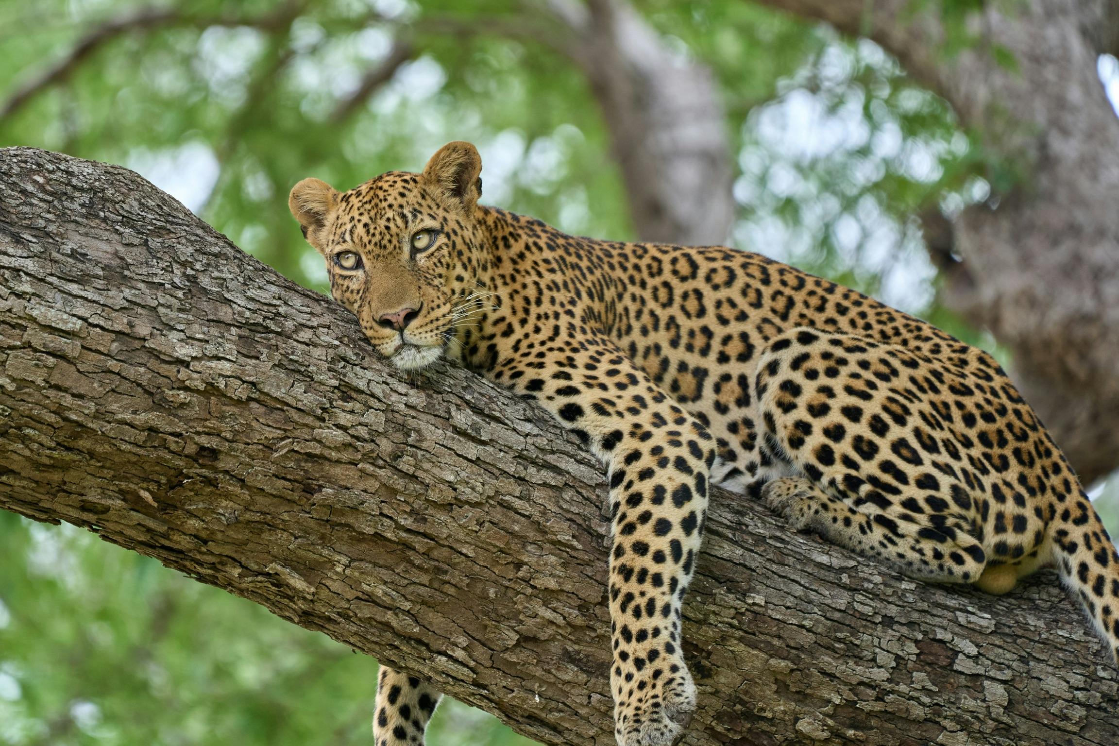 South Luangwa National Park